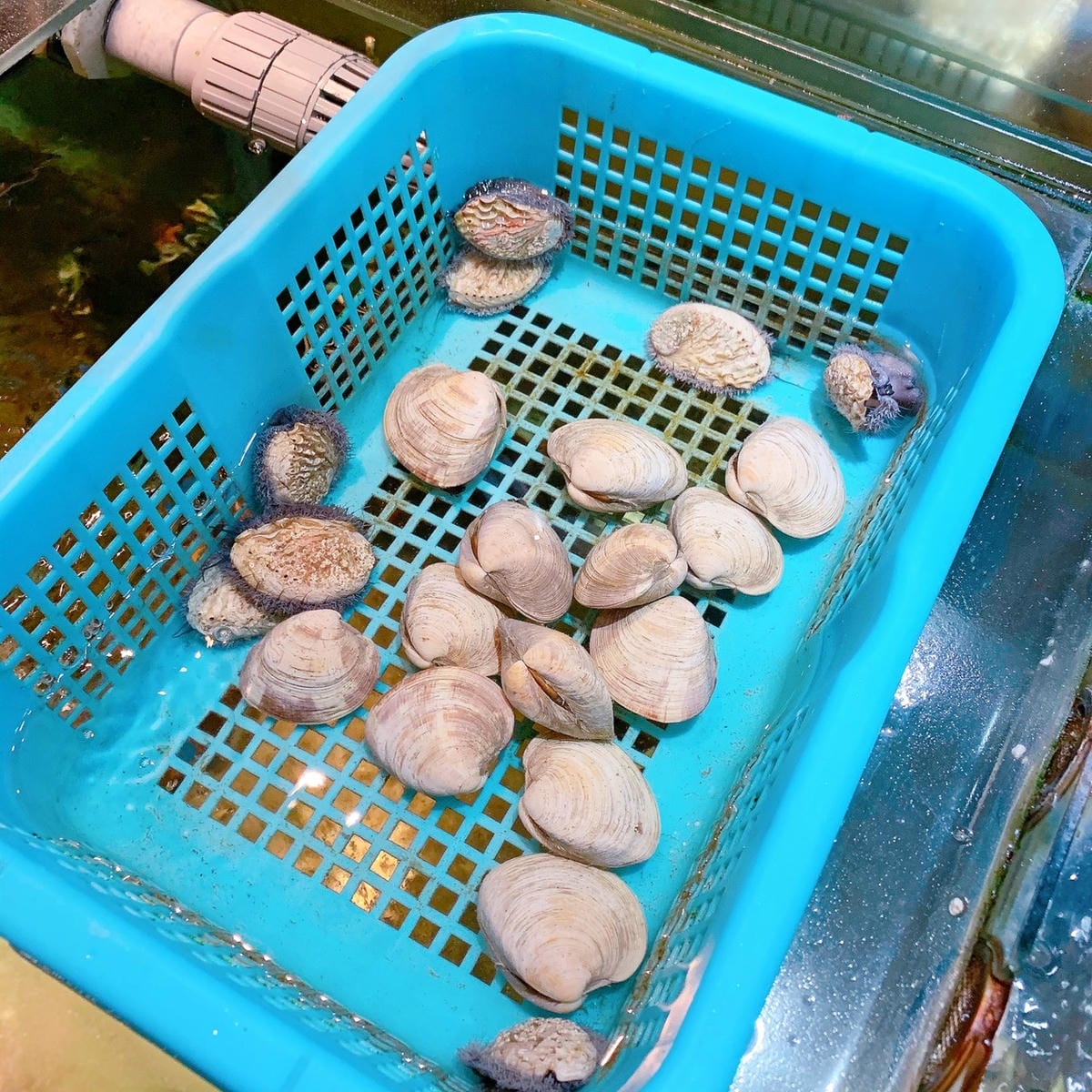 蒸天下蒸氣火鍋║板橋美食║板橋區美食║新北美食║台北美食║台北火鍋║新北火鍋║蒸氣火鍋 推薦║新北耶誕城║火鍋控║林口美食║台北餐廳║台北美食地圖║新北餐廳║海鮮控必吃 蒸天下蒸氣火鍋║板橋美食║板橋區美食║新北美食║台北美食║台北火鍋║新北火鍋║蒸氣火鍋 推薦║新北耶誕城║火鍋控║林口美食║台北餐廳║台北美食地圖║新北餐廳║海鮮控必吃