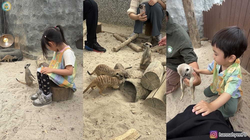 高雄野森動物學校|親子必去!狐狸谷、水豚互動+完整遊玩攻略(含交通) - 第20張圖 高雄野森動物學校|親子必去!狐狸谷、水豚互動+完整遊玩攻略(含交通)