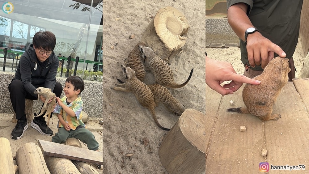 高雄野森動物學校|親子必去!狐狸谷、水豚互動+完整遊玩攻略(含交通) - 第21張圖 高雄野森動物學校|親子必去!狐狸谷、水豚互動+完整遊玩攻略(含交通)