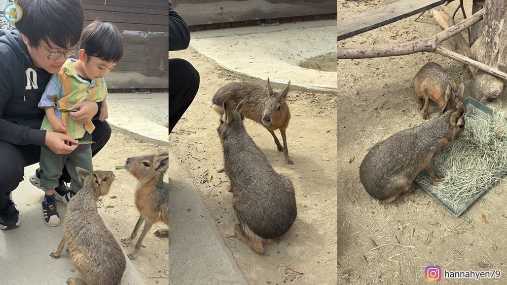 高雄野森動物學校|親子必去!狐狸谷、水豚互動+完整遊玩攻略(含交通) - 第22張圖 高雄野森動物學校|親子必去!狐狸谷、水豚互動+完整遊玩攻略(含交通)
