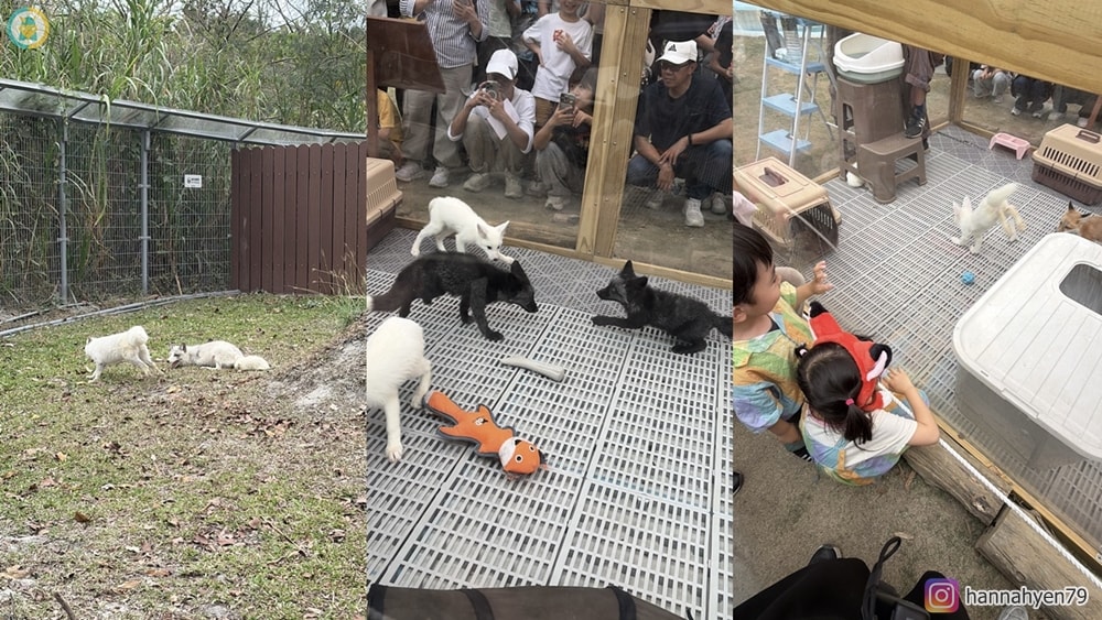 高雄野森動物學校|親子必去!狐狸谷、水豚互動+完整遊玩攻略(含交通) - 第4張圖 高雄野森動物學校|親子必去!狐狸谷、水豚互動+完整遊玩攻略(含交通)