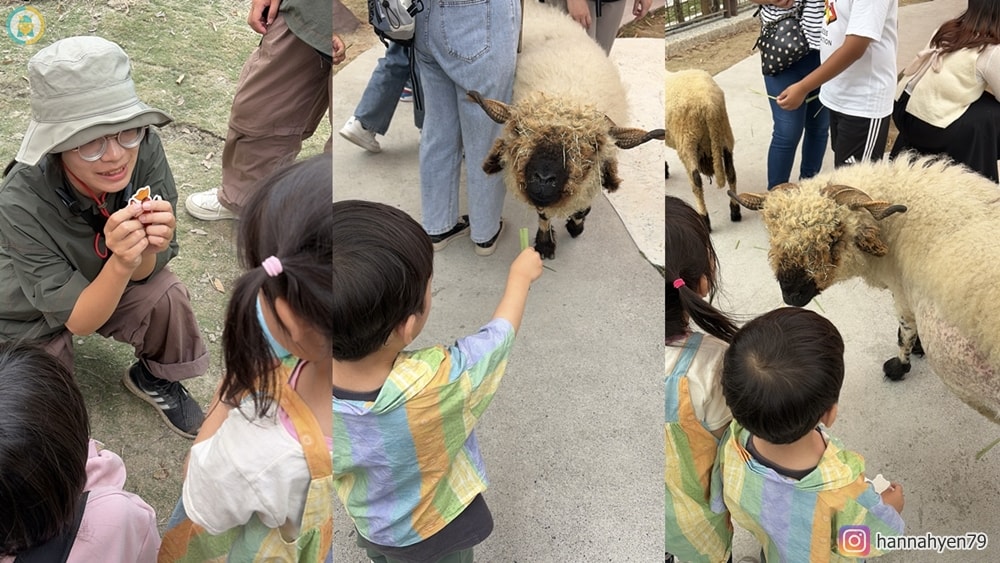 高雄野森動物學校|親子必去!狐狸谷、水豚互動+完整遊玩攻略(含交通) - 第8張圖 高雄野森動物學校|親子必去!狐狸谷、水豚互動+完整遊玩攻略(含交通)
