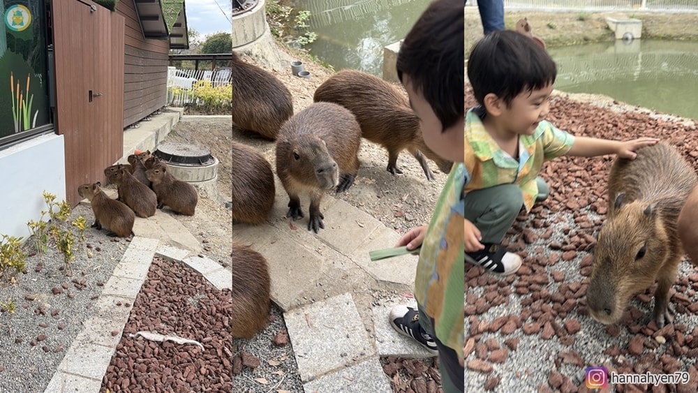 高雄野森動物學校|親子必去!狐狸谷、水豚互動+完整遊玩攻略(含交通) - 第11張圖 高雄野森動物學校|親子必去!狐狸谷、水豚互動+完整遊玩攻略(含交通)