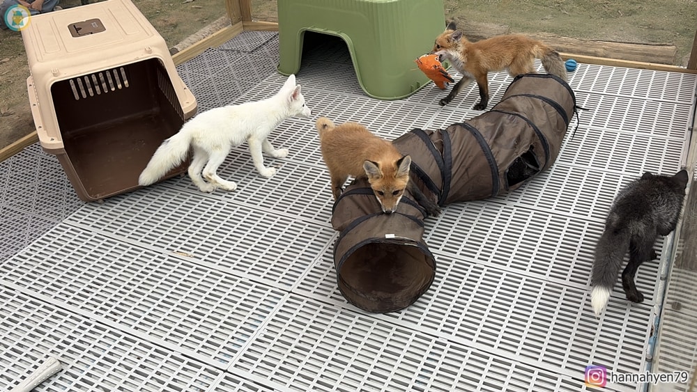 高雄野森動物學校|親子必去!狐狸谷、水豚互動+完整遊玩攻略(含交通) - 第5張圖 高雄野森動物學校|親子必去!狐狸谷、水豚互動+完整遊玩攻略(含交通)
